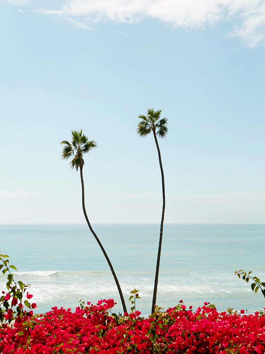 San Clemente Palm Tree