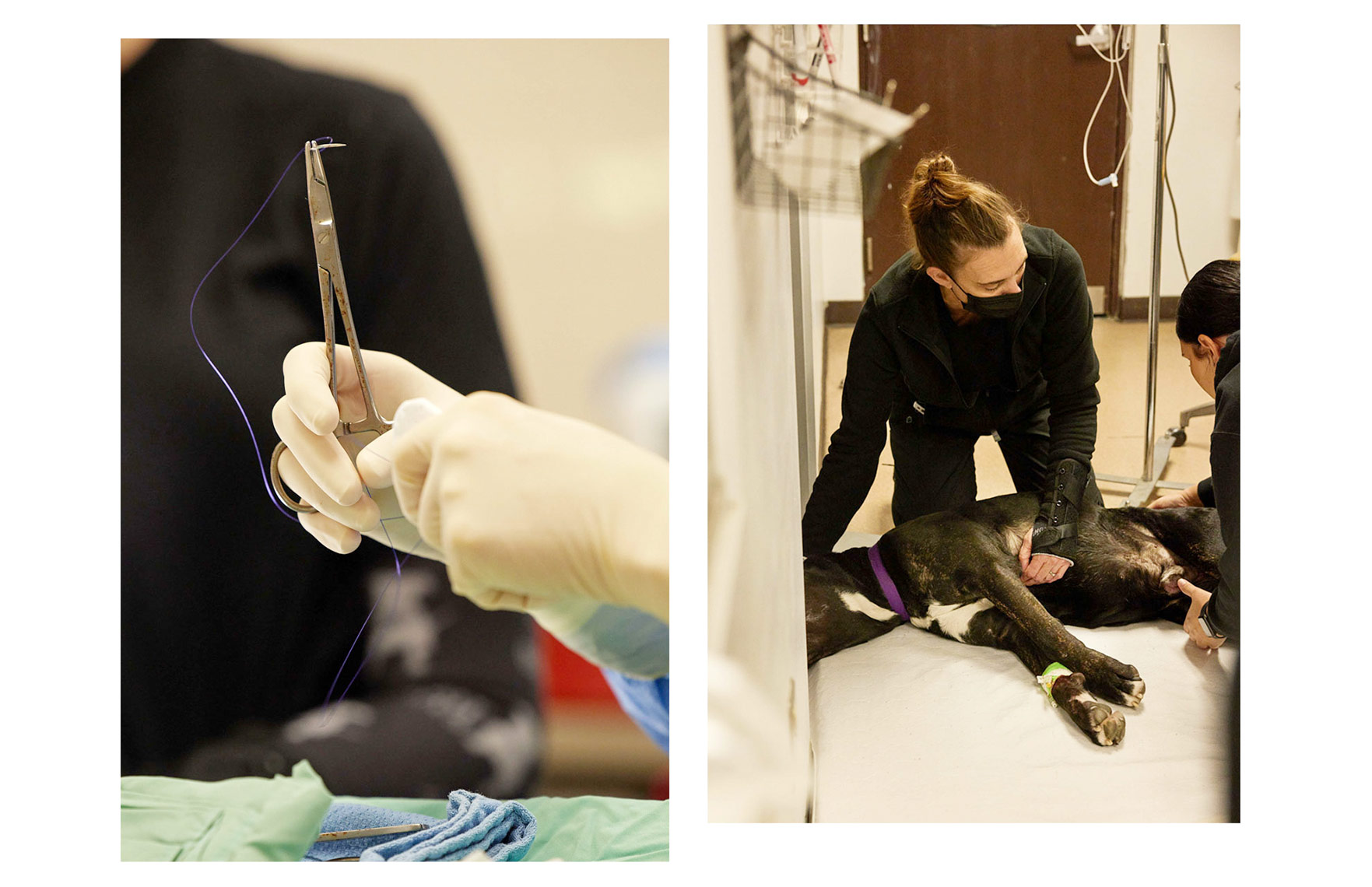 221030_SpayNeuter_combo_474_157